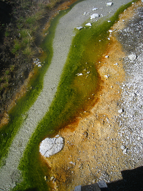 West Thumb Geyser Basin (4097)