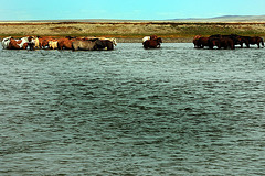 An herd of horses relax in the river