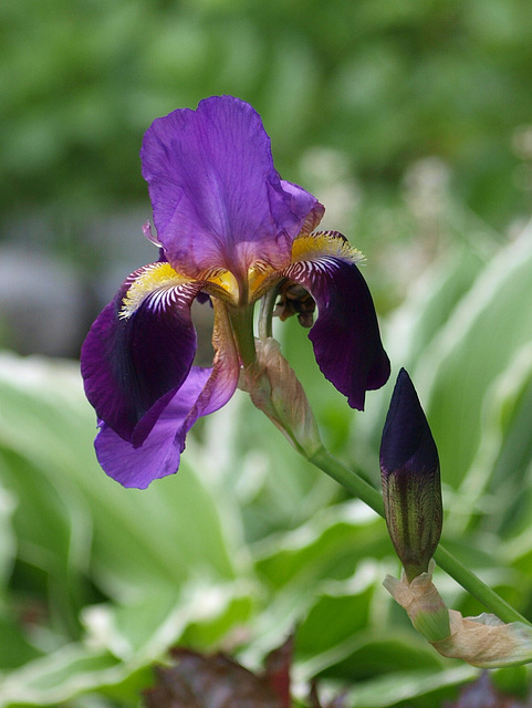 another iris