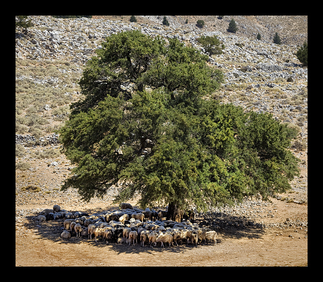 the sheep tree