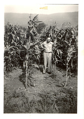 Mary's Uncle, Otto Grayson, in his corn field near Lynchburg, TN, c. 1960