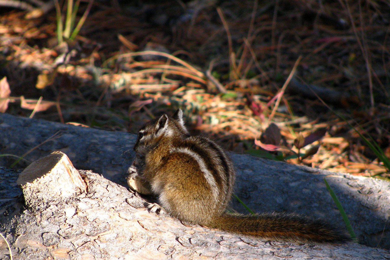 Chipmunk (1695)