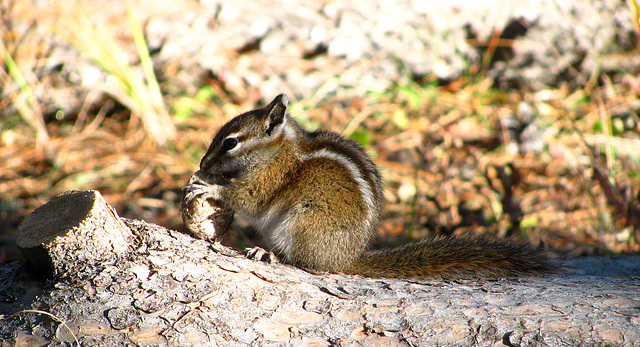 Chipmunk (1696)