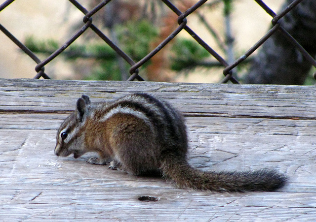 Chipmunk (1700)