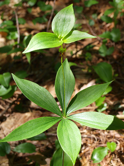 interesting plant