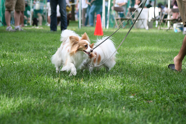 76.PrideOfPetsFunDogShow.Dupont.WDC.21June2009