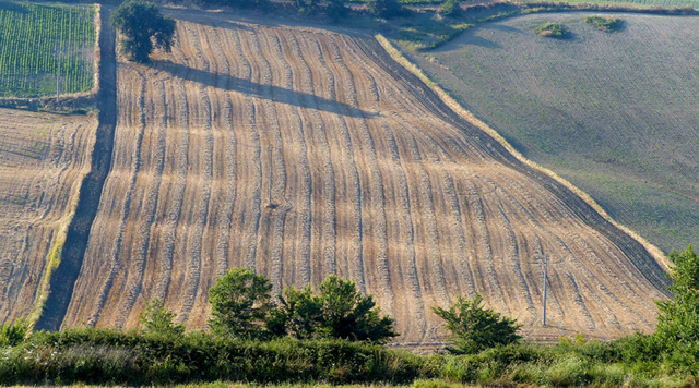 liseré sur velours : velvet carpet