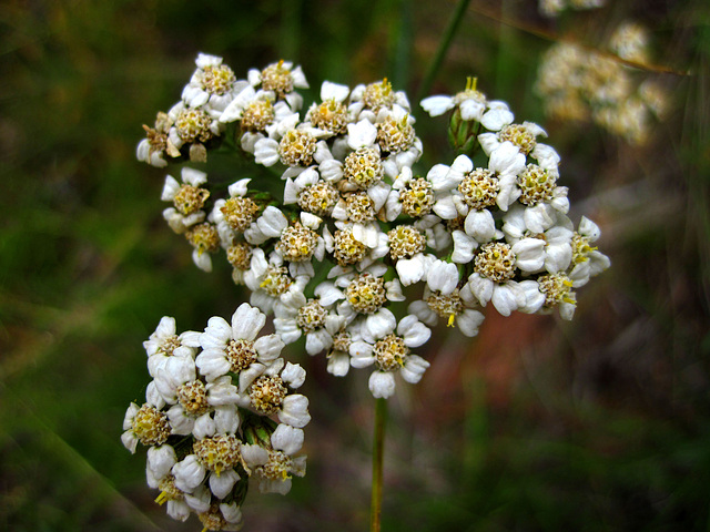 Flower Along The Tuolumne River (0151)