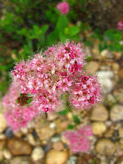 Flower Along The Tuolumne River (0157)