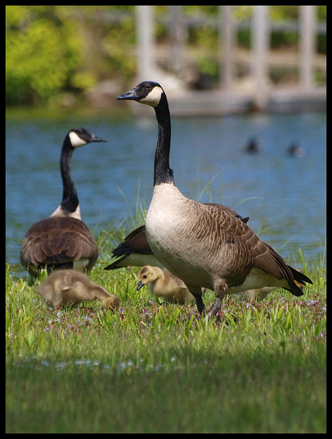 Parking Lot Residents, Pt. II