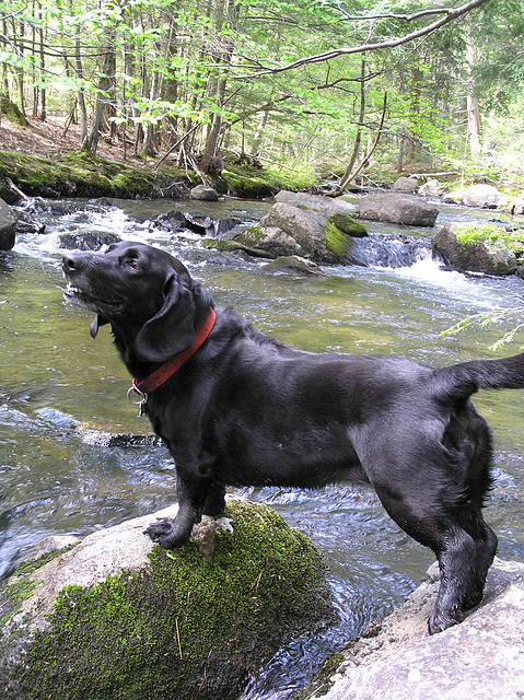 Smilin' doggie