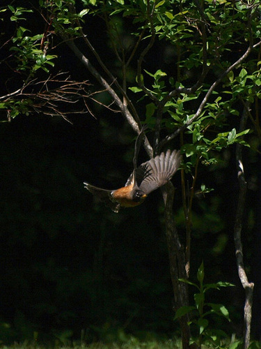 Fly Robin, Fly