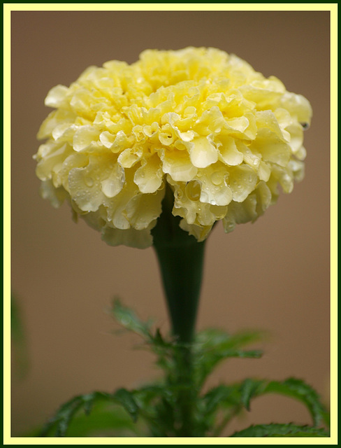 Marigold of a different color