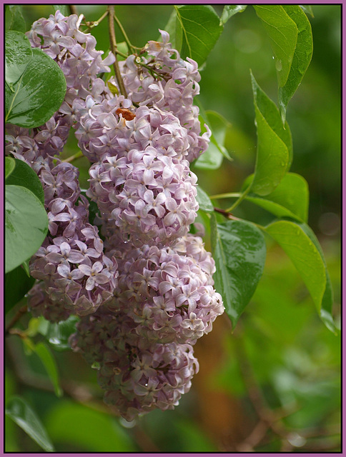 lilacs in the rain