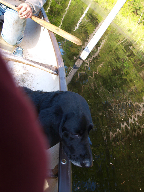 Macy loves to ride in the canoe