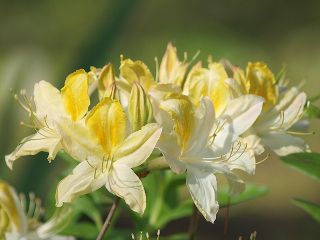 Azalea "Northern Hi-Lights"