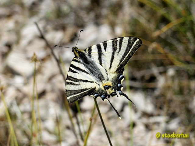 Papilio podalirius