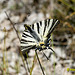 Papilio podalirius