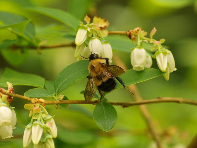 Blueberries and Bumblebees