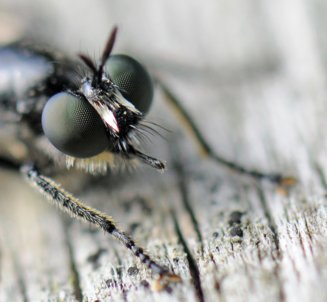 Die Augen einer Holzfliege (?)