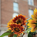 04.SunflowerGarden.16P.NW.WDC.22Sep2009