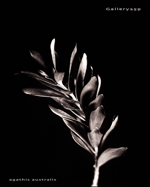 Agathis Australis