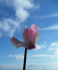 il mio ciclamino e il mio cielo