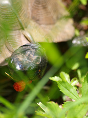 Wood Turtle, close up