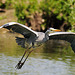 Heron