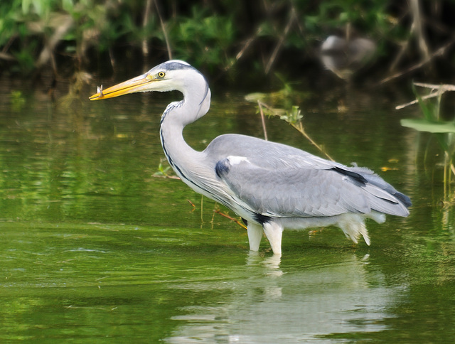 Heron with light snack