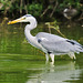 Heron with light snack