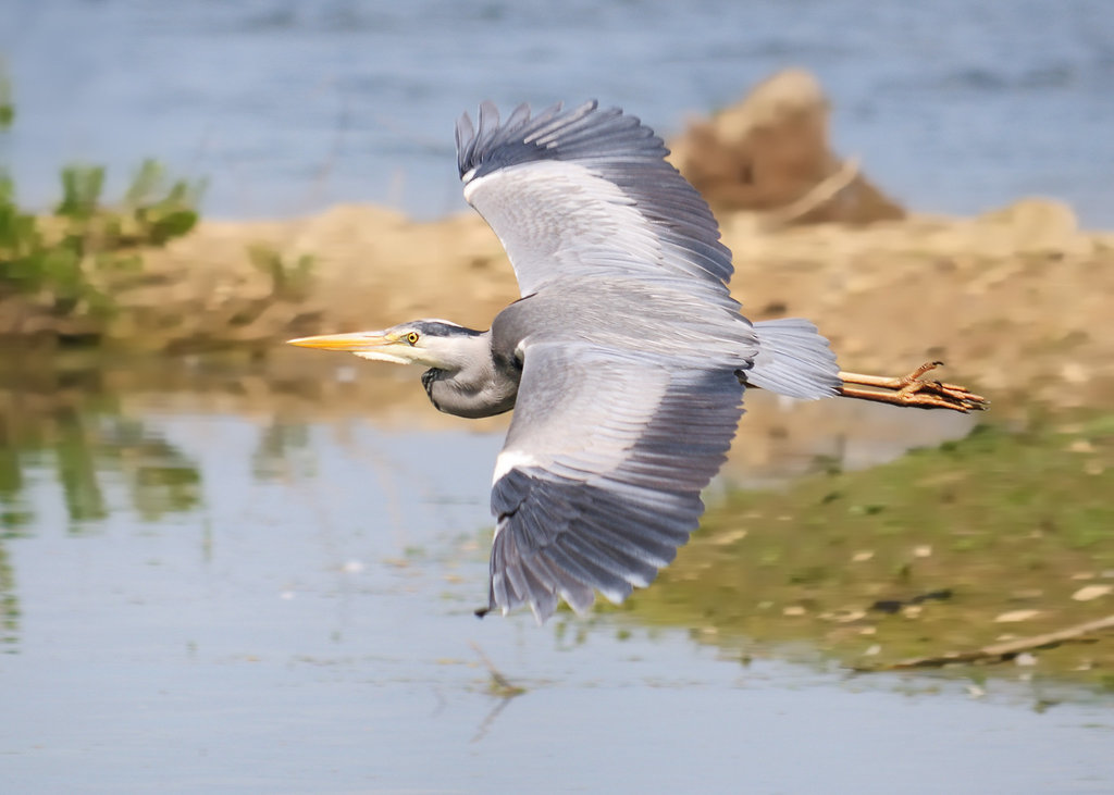 Heron in flight