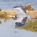 Heron in flight