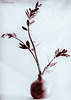 Kauri Leaves and Shino Vase