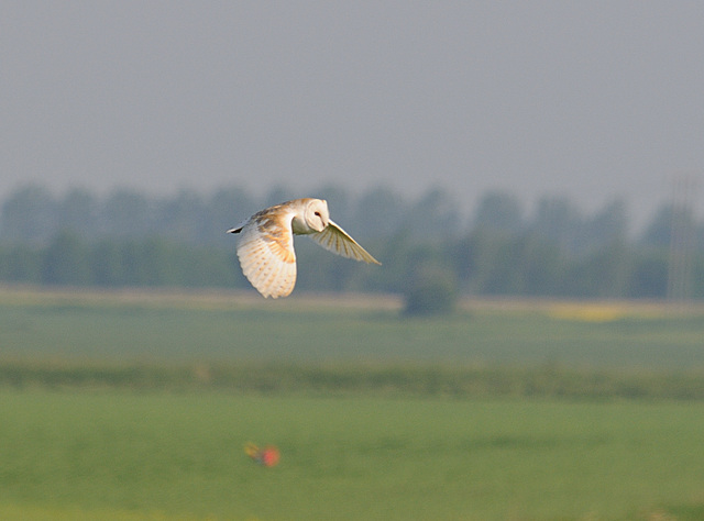 Barn Owl Hunting 2