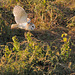Barn Owl Hunting 1