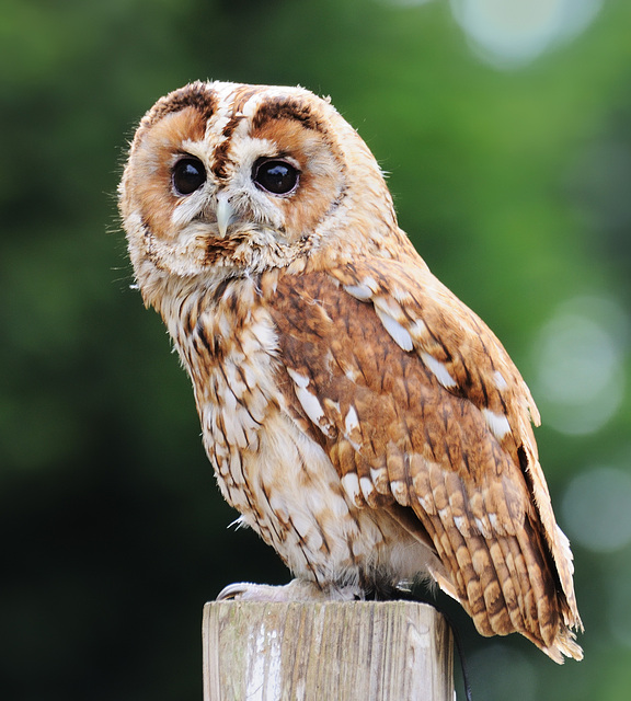 Tawny Owl