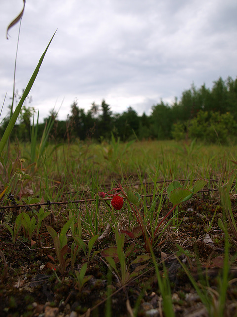 strawberry fields