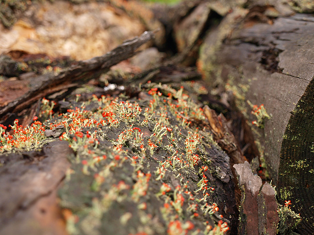 tin soldiers on a log