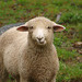 don't be sheepish!