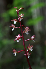 Ozette Coralroot