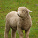 soggy lamb