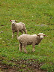 lambs