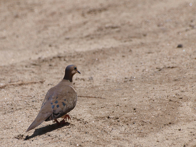 mourning dove