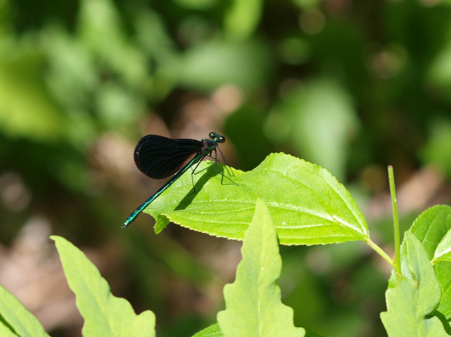 dragonfly type thingy