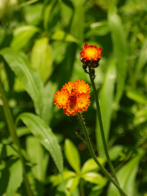 Indian Paintbrush