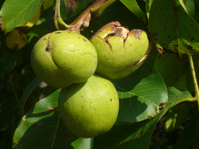 Walnüsse am Baum