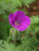 Rock Geranium