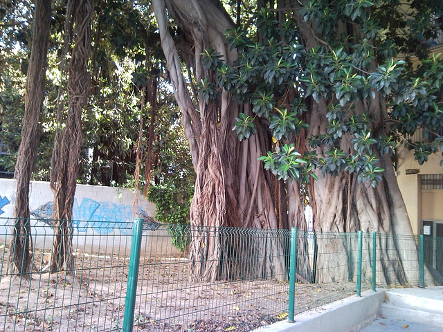 Valencia: árbol en plaza Mirto.