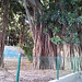 Valencia: árbol en plaza Mirto.